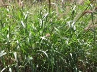 BuffelGrass