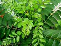 CurryLeaves