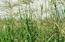 Rhodes Grass