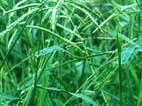 SabiGrass