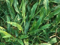 SignalGrass