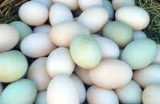 Duck Eggs