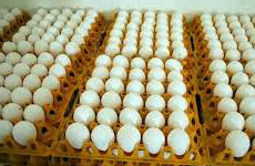 poultry eggs