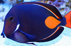 Achilles tang