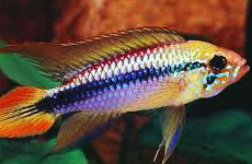 Agassiz's Dwarf Cichlid