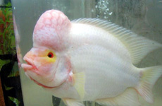 Albino Red Devil