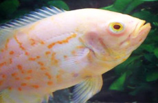 Albino Oscar