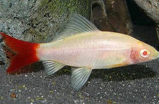 Albino Red Tail Shark