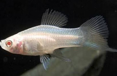 Albino Swordtail