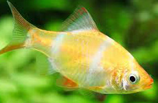 AlbinoTigerBarb