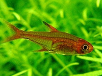 AmberTetra