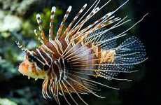 Antenneta lionfish