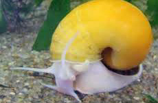 Apple Snail