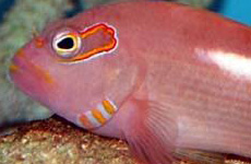 Arc eye hawkfish