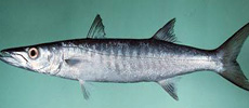 Barracuda