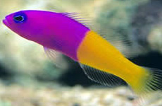 Bicolor pseudochromis