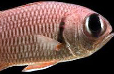 Big eye soldierfish