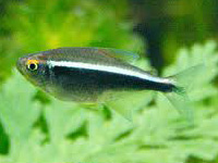 Black neon tetra