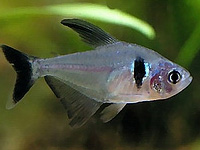 Black Phantom Tetra