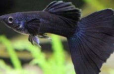 Black Guppy