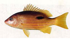 Black spot snapper