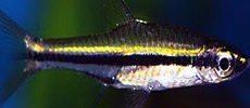 Black Striped Rasbora