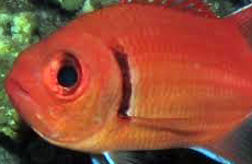 Blackbar soldierfish