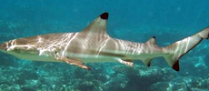 Black tip shark