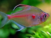 Bleeding Heart Tetra