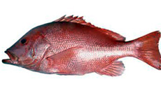 Blood red snapper