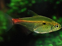 Bloodtail Tetra