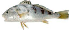 Blotched croaker