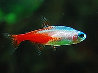 Blue-eyed AlbinoNeonTetra