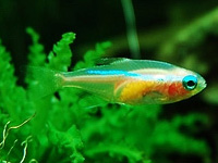 Blue-eyed Albino Neon Tetra