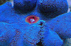 Blue Carpet Anemone