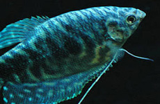 BlueGourami