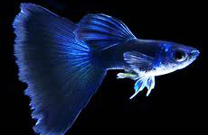 Blue Guppy