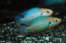 Blue Jwel Fish