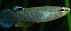 Blue Panchax