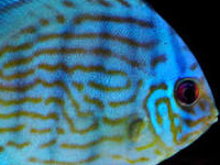 Blue Turquoise Discus