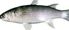 Blue spot grey mullet