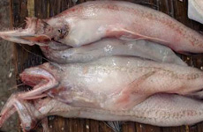 Bombay Duck