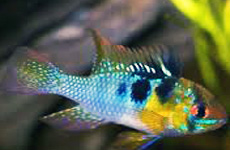 Butterfly Cichlid