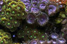 ButtonPolyps