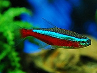 CardinalTetra