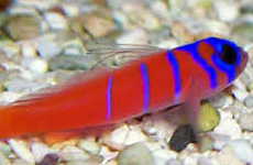 Catalina goby