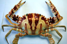Sea Crab Charybdis cruciata