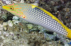 CheckboardWrasse