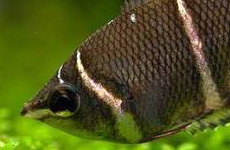 ChocolateGourami