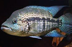 Cichlasoma Dovii